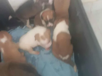 Cachorro raça SRD-ViraLata idade Abaixo de 2 meses nome Linda