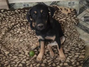 Cachorro raça SRD-ViraLata idade 2 a 6 meses nome Snoopy 