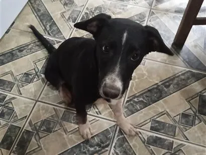 Cachorro raça SRD-ViraLata idade 7 a 11 meses nome raio