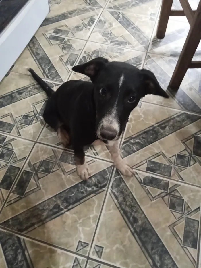 Cachorro raça SRD-ViraLata idade 7 a 11 meses nome raio