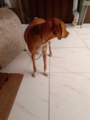 Cachorro raça SRD-ViraLata idade 7 a 11 meses nome diana