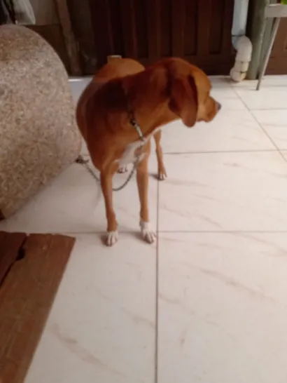 Cachorro raça SRD-ViraLata idade 7 a 11 meses nome diana