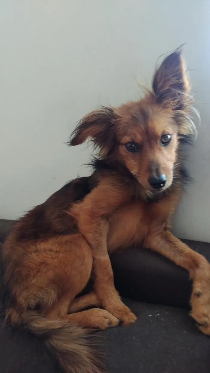 Cachorro raça SRD-ViraLata idade 2 anos nome Farofo