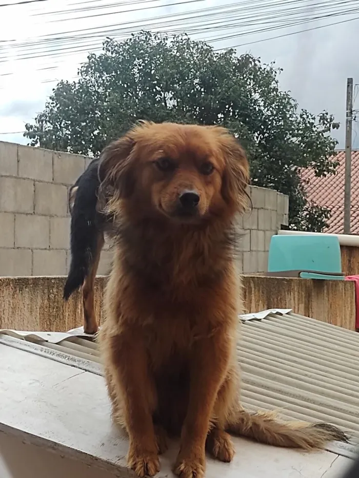 Cachorro raça SRD-ViraLata idade 2 anos nome Farofo