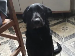 Cachorro raça SRD-ViraLata idade 2 a 6 meses nome Bruce 