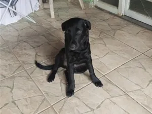 Cachorro raça SRD-ViraLata idade 7 a 11 meses nome Pantera 
