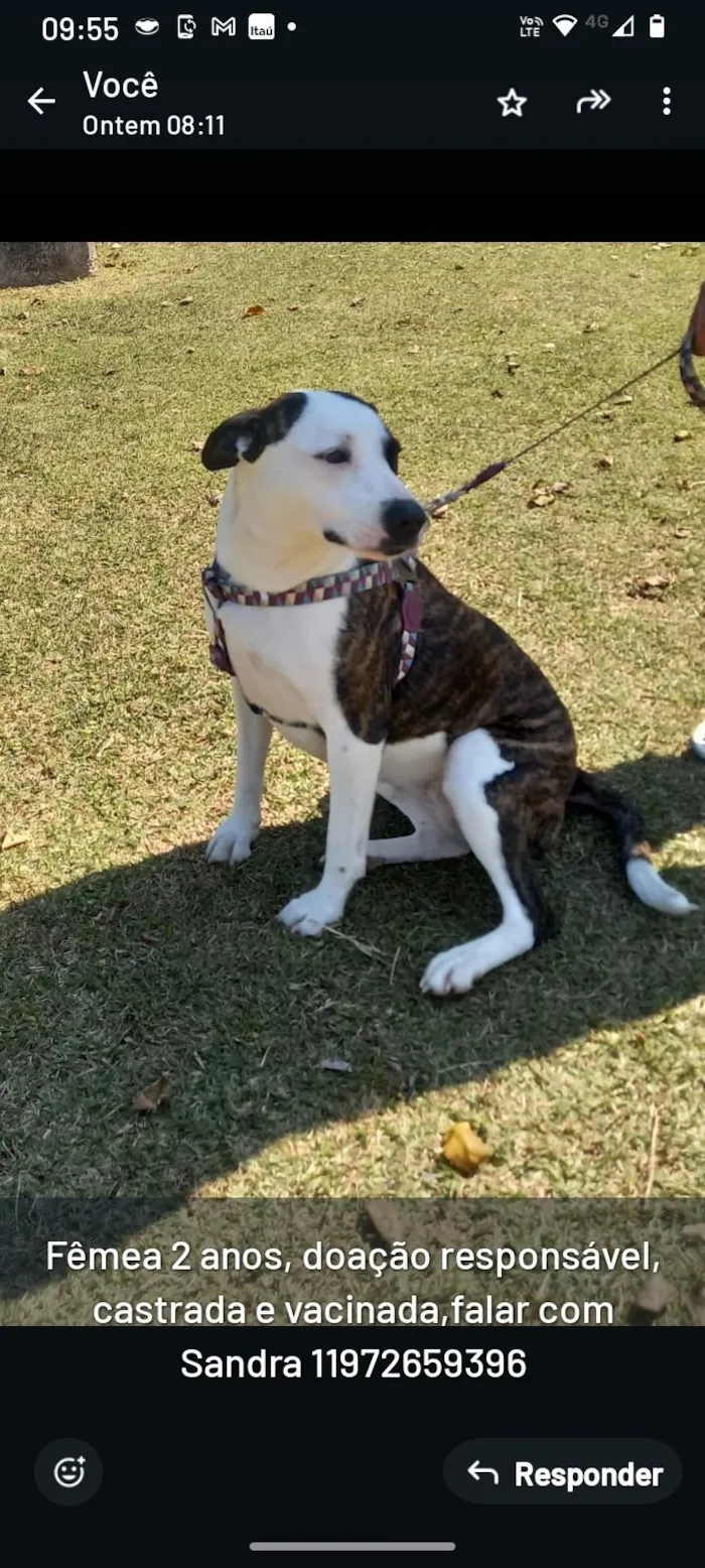 Cachorro raça SRD-ViraLata idade 2 anos nome princesa 