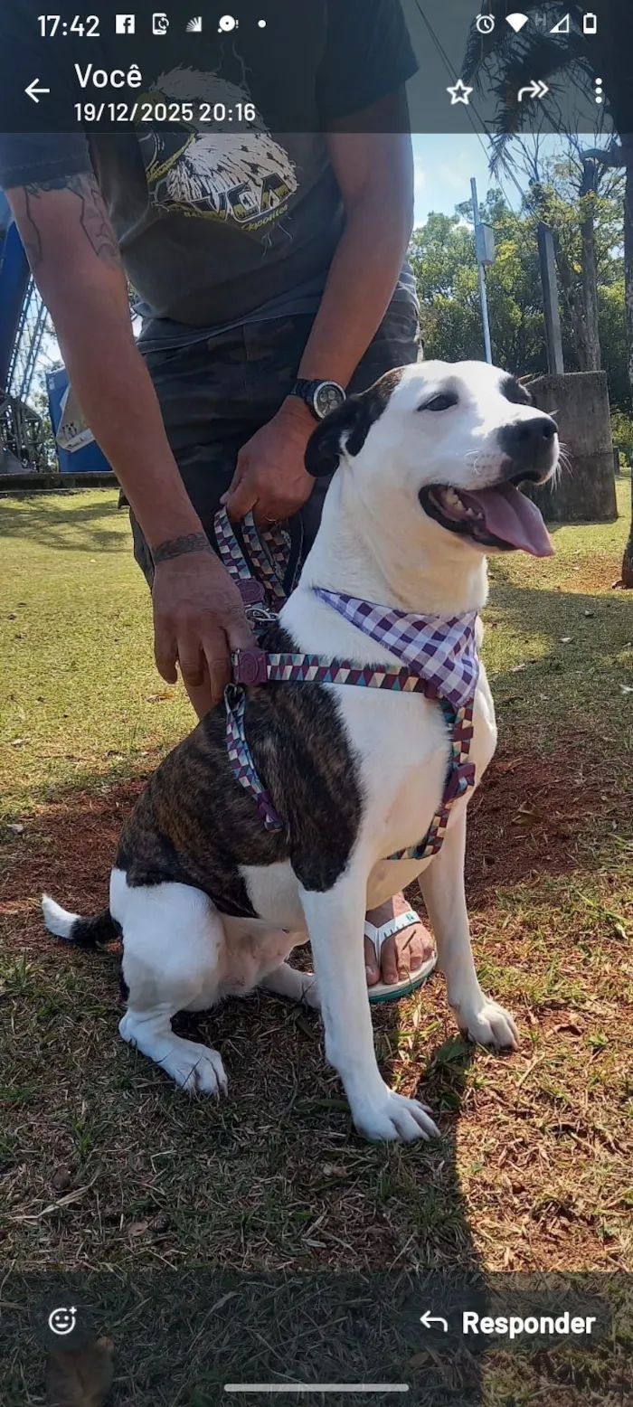 Cachorro raça SRD-ViraLata idade 2 anos nome princesa 
