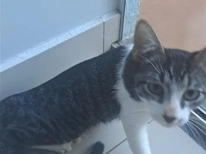 Gato raça SRD-ViraLata idade 1 ano nome Kyaru