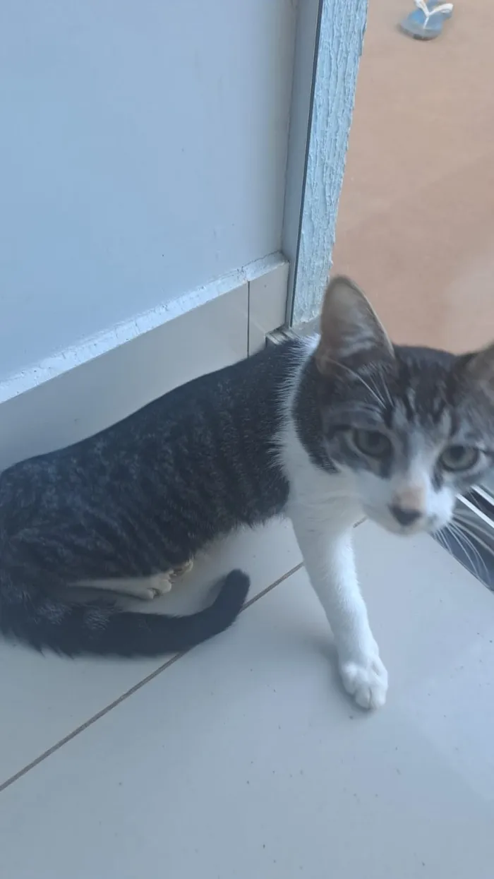 Gato raça SRD-ViraLata idade 1 ano nome Kyaru