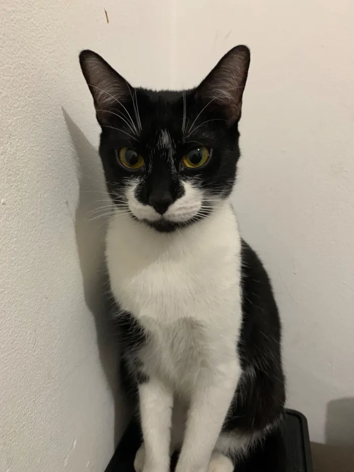 Gato raça SRD-ViraLata idade 3 anos nome Pergola