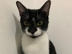 Gato raça SRD-ViraLata idade 3 anos nome Pergola