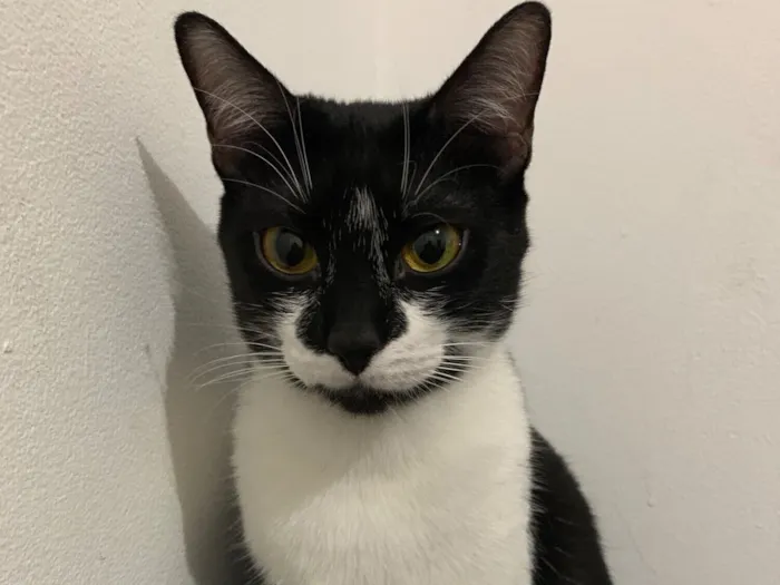 Gato raça SRD-ViraLata idade 3 anos nome Pergola