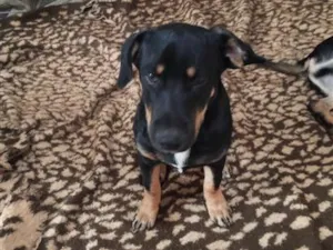 Cachorro raça SRD-ViraLata idade 7 a 11 meses nome Spike 