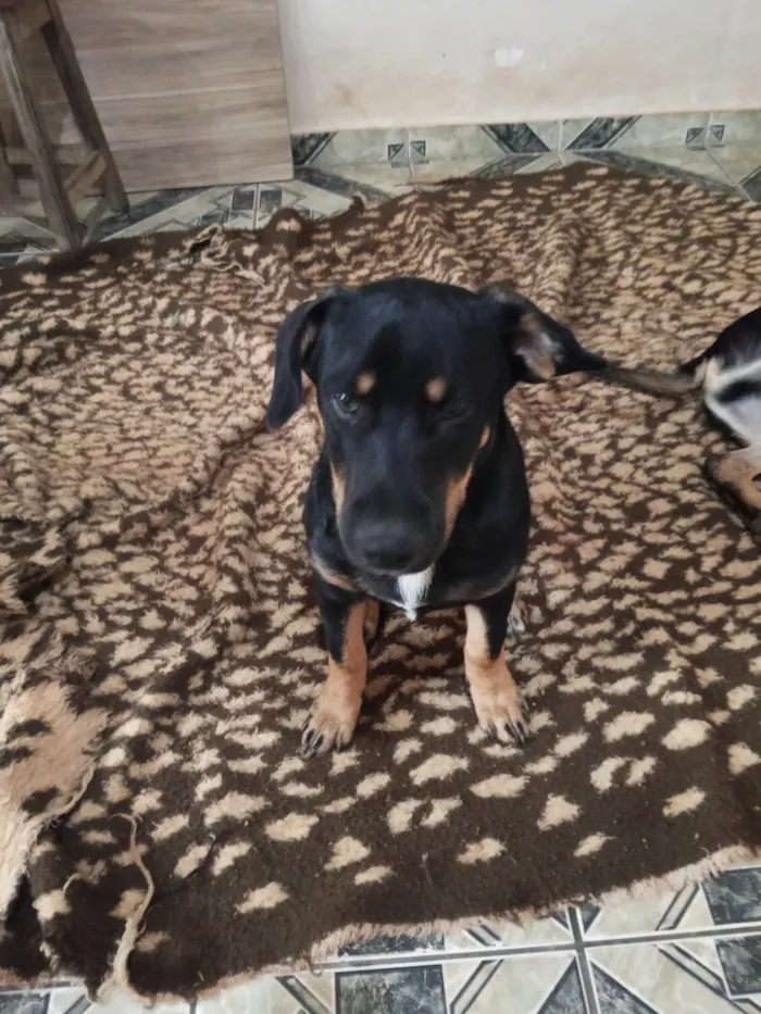 Cachorro raça SRD-ViraLata idade 7 a 11 meses nome Spike 