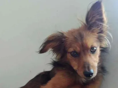 Cachorro raça SRD-ViraLata idade 2 anos nome Farofo