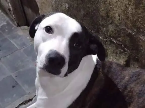 Cachorro raça SRD-ViraLata idade 2 anos nome princesa 