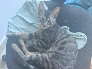 Gato raça SRD-ViraLata idade 7 a 11 meses nome Pitico