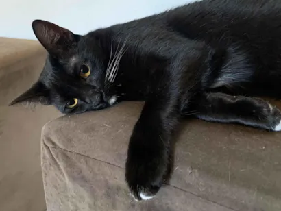 Gato raça SRD-ViraLata idade 3 anos nome Lua