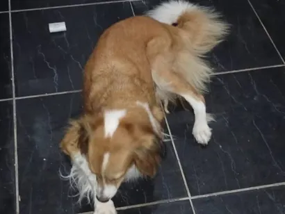 Cachorro raça SRD-ViraLata idade 2 anos nome Mel