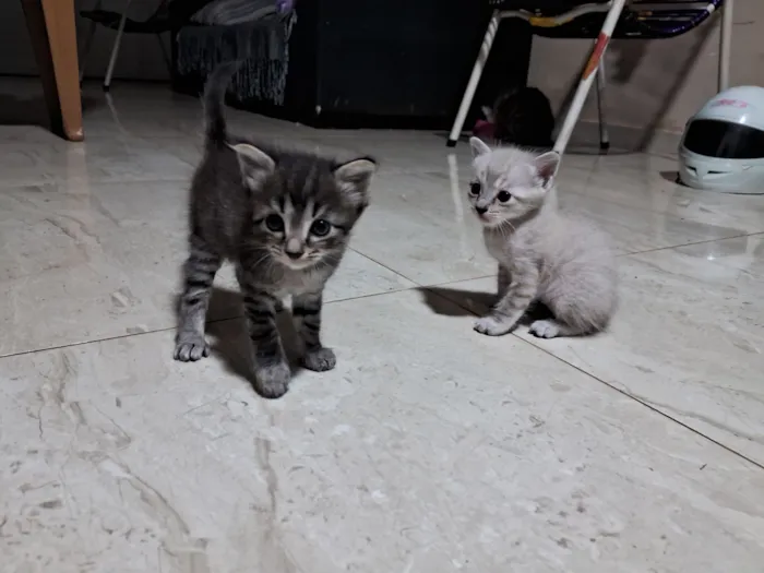 Gato raça SRD-ViraLata idade Abaixo de 2 meses nome Doação de dois gatos: fêmea/macho