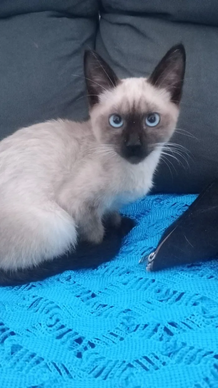 Gato raça SRD-ViraLata idade 2 a 6 meses nome luf