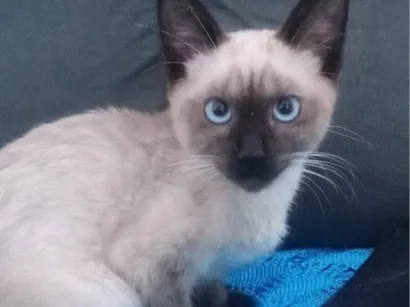 Gato raça SRD-ViraLata idade 2 a 6 meses nome luf