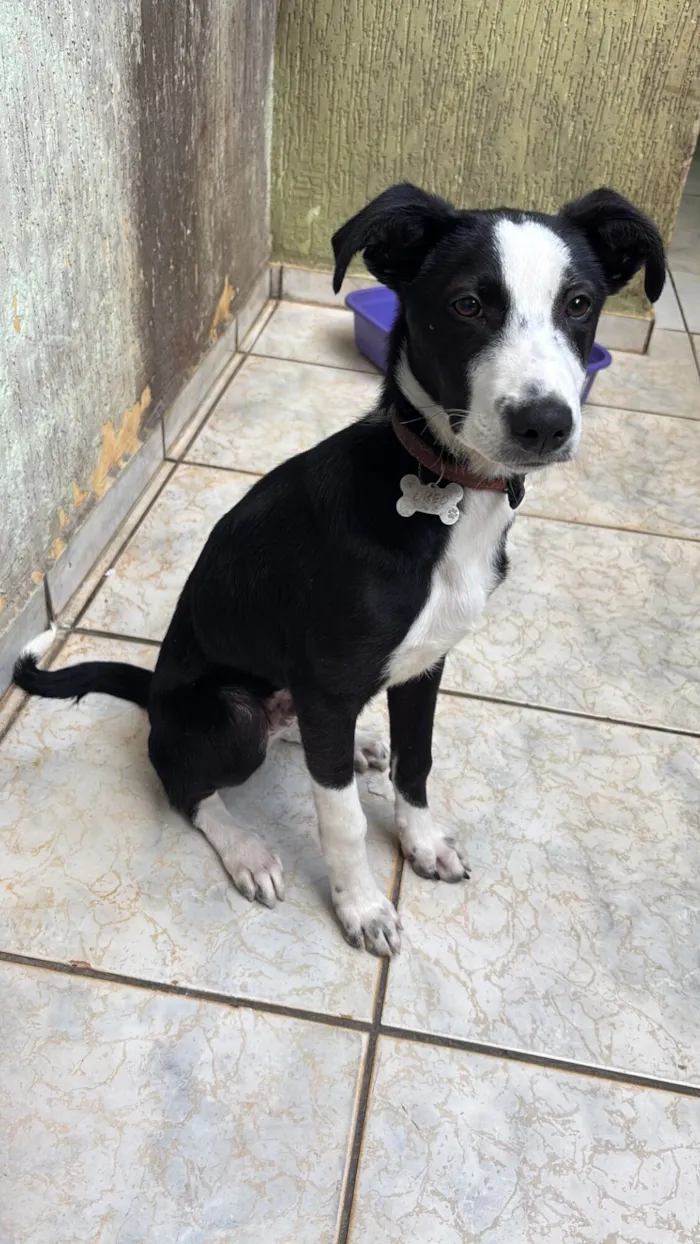 Cachorro raça SRD-ViraLata idade 2 a 6 meses nome Filhote border collie pelo curto.