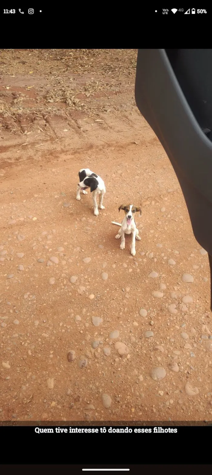 Cachorro raça SRD-ViraLata idade 7 a 11 meses nome sem nomes 