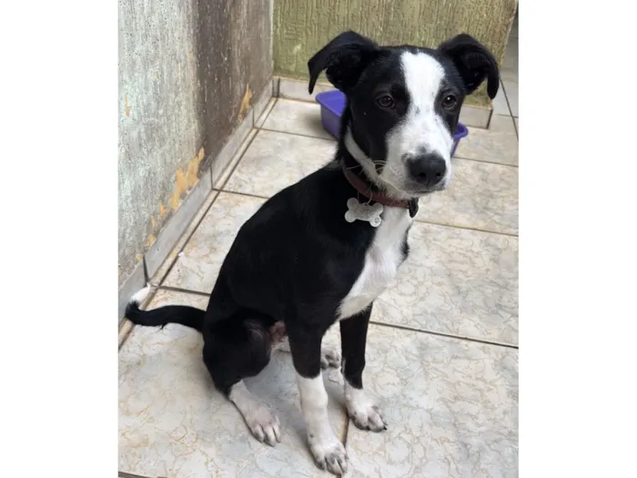 Cachorro raça SRD-ViraLata idade 2 a 6 meses nome Filhote border collie pelo curto.