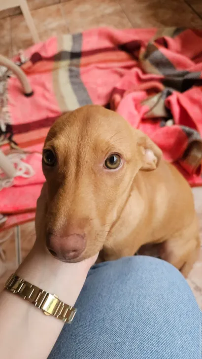 Cachorro raça SRD-ViraLata idade 2 a 6 meses nome Mel