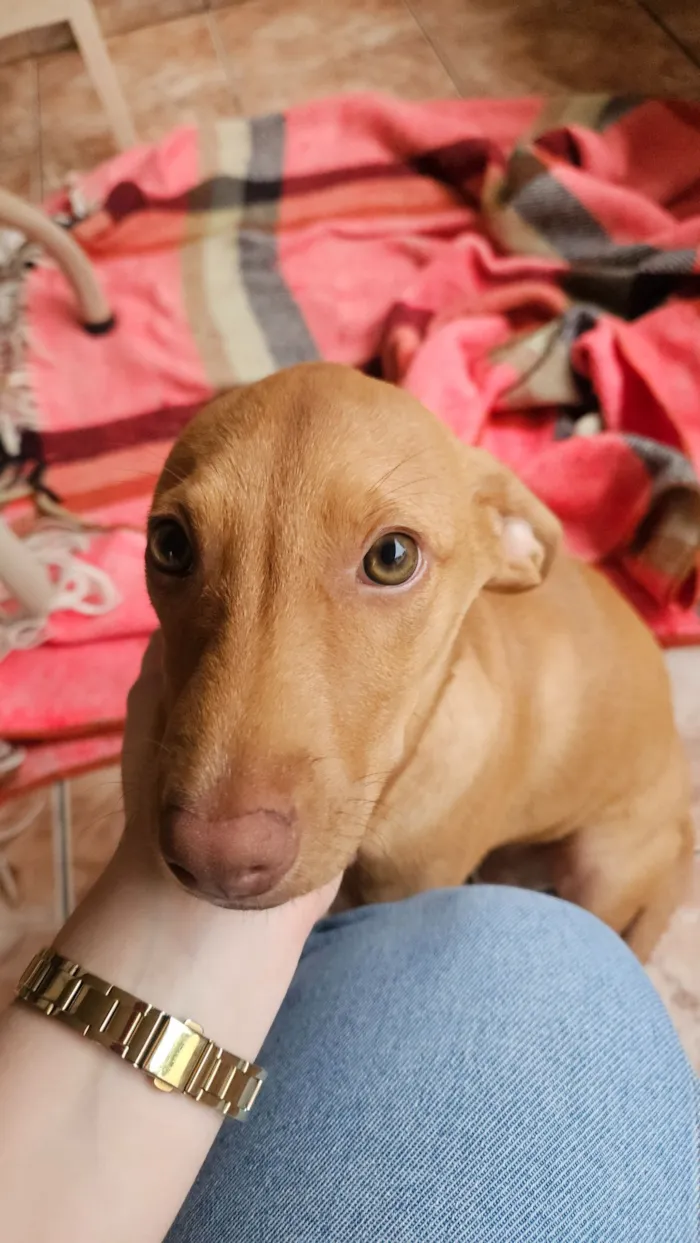 Cachorro raça SRD-ViraLata idade 2 a 6 meses nome Mel