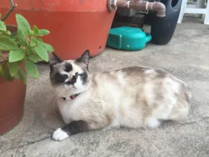 Gato raça  idade 6 ou mais anos nome Gatinha