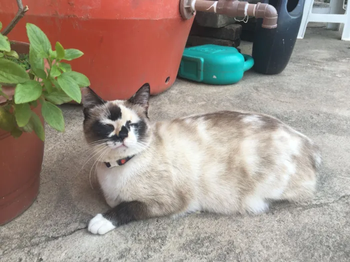 Gato raça  idade 6 ou mais anos nome Gatinha