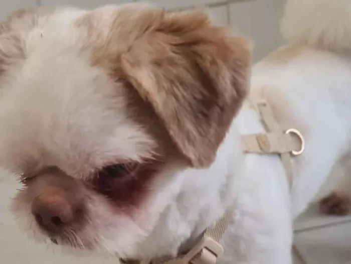 Cachorro raça Shitzu idade 7 a 11 meses nome Venom