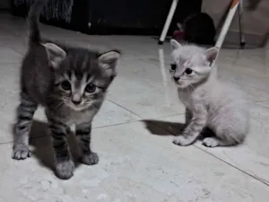 Gato raça SRD-ViraLata idade Abaixo de 2 meses nome Doação de dois gatos: fêmea/macho
