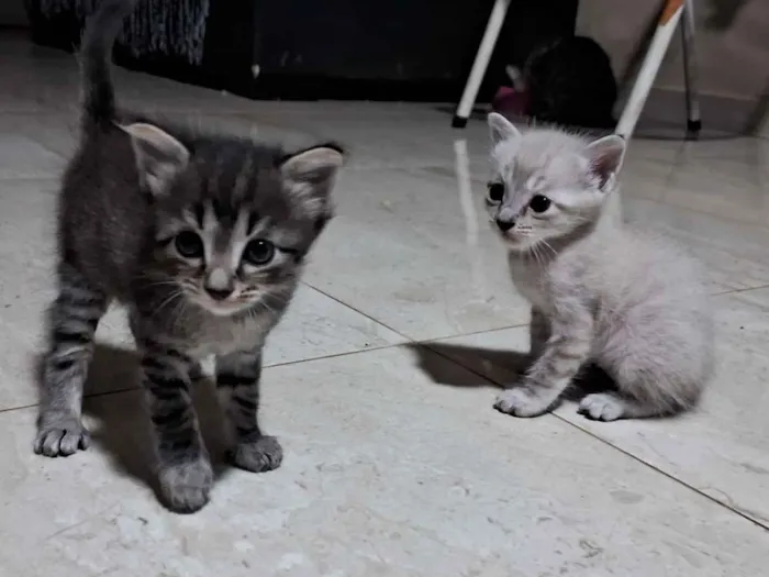 Gato raça SRD-ViraLata idade Abaixo de 2 meses nome Doação de dois gatos: fêmea/macho