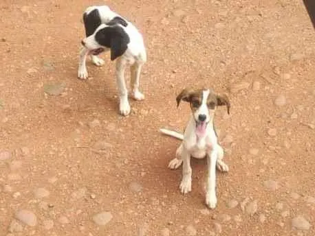 Cachorro raça SRD-ViraLata idade 7 a 11 meses nome sem nomes 