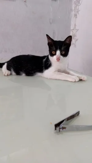 Gato raça SRD-ViraLata idade 2 a 6 meses nome Pingo