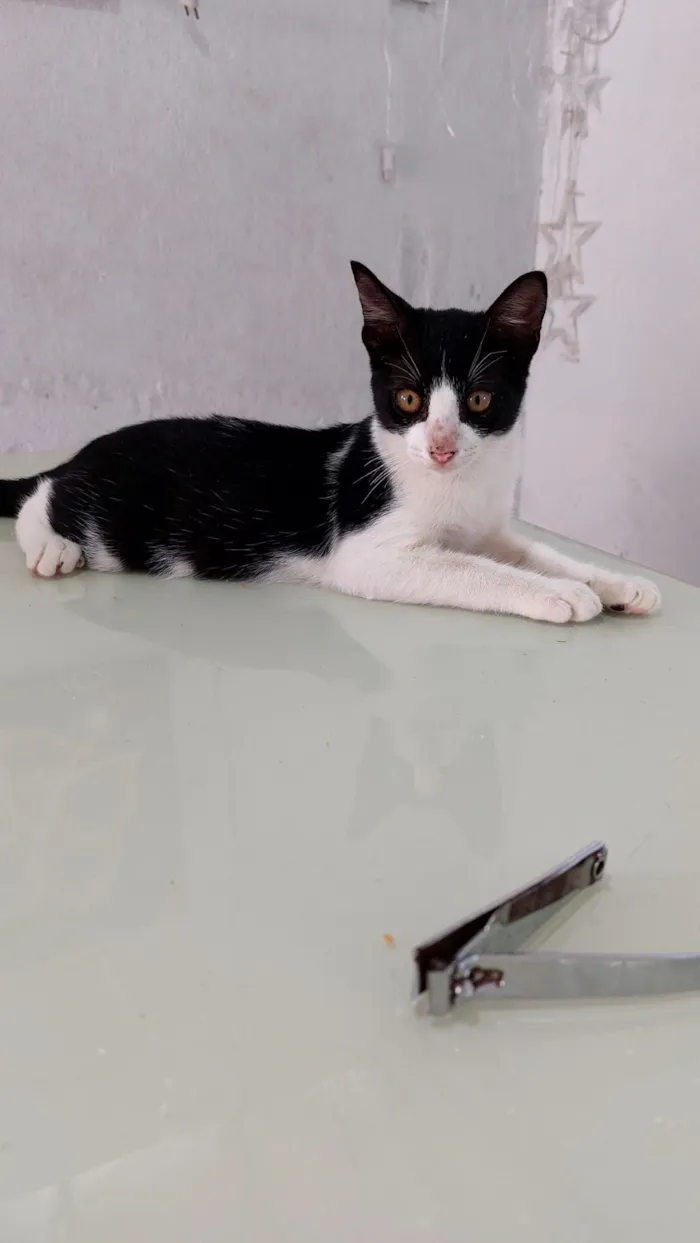 Gato raça SRD-ViraLata idade 2 a 6 meses nome Pingo