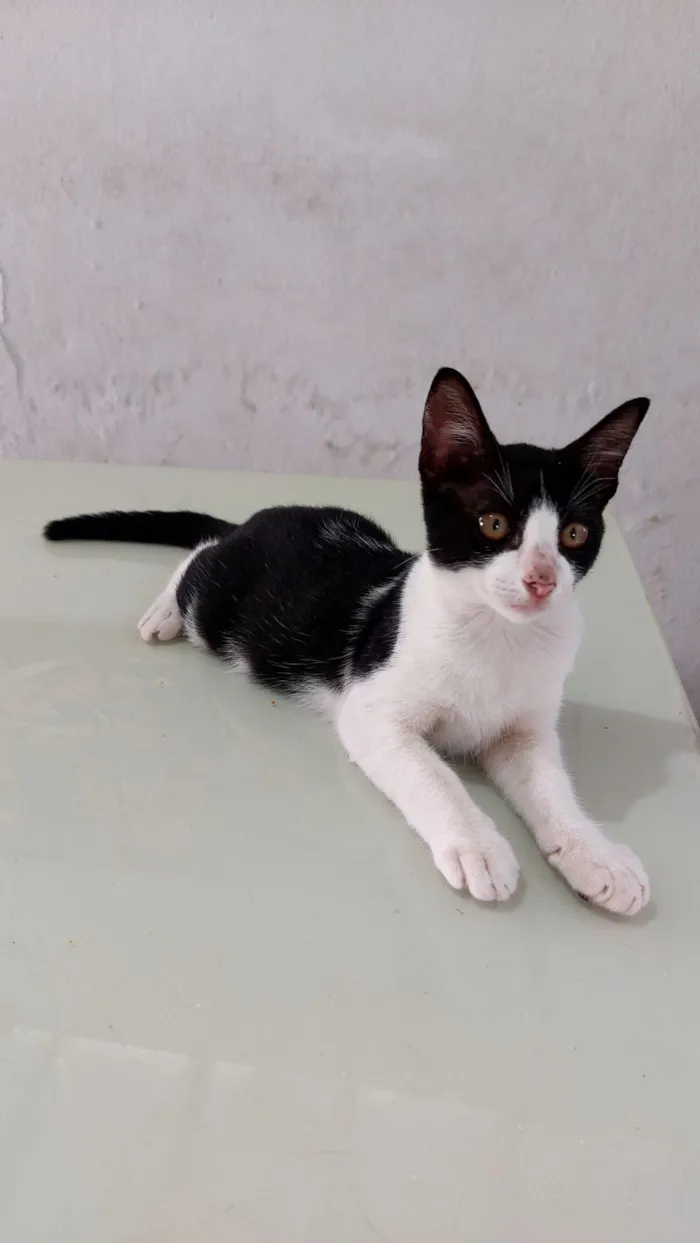 Gato raça SRD-ViraLata idade 2 a 6 meses nome Pingo