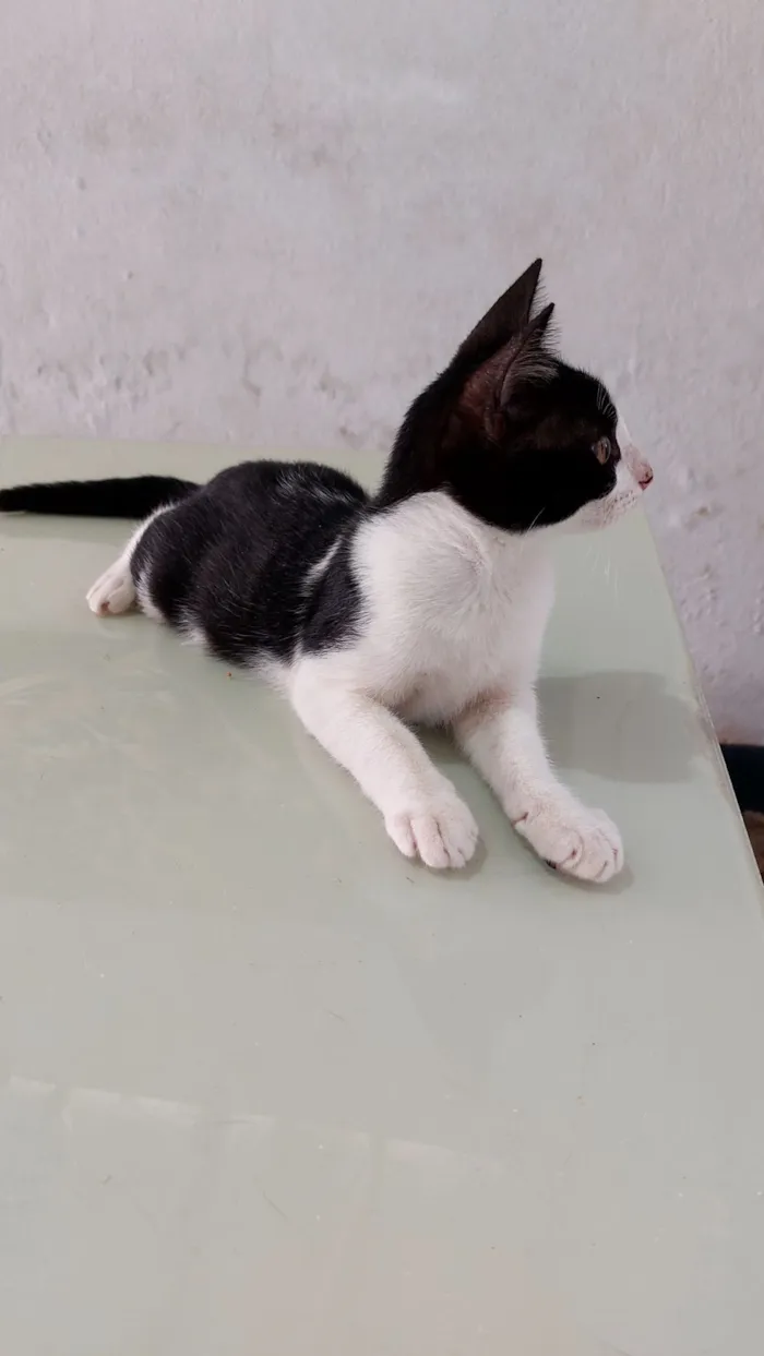 Gato raça SRD-ViraLata idade 2 a 6 meses nome Pingo