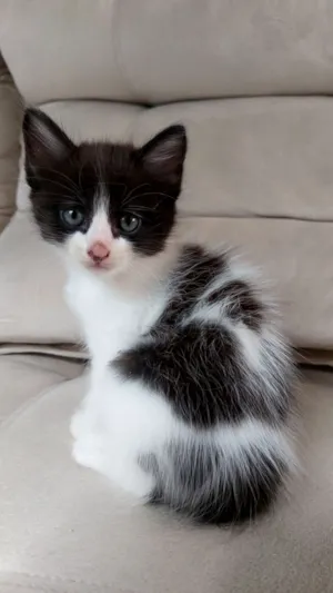 Gato raça SRD-ViraLata idade Abaixo de 2 meses nome Frajolinha