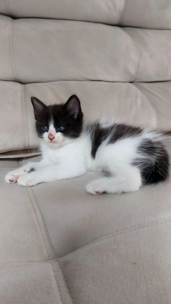 Gato raça SRD-ViraLata idade Abaixo de 2 meses nome Frajolinha