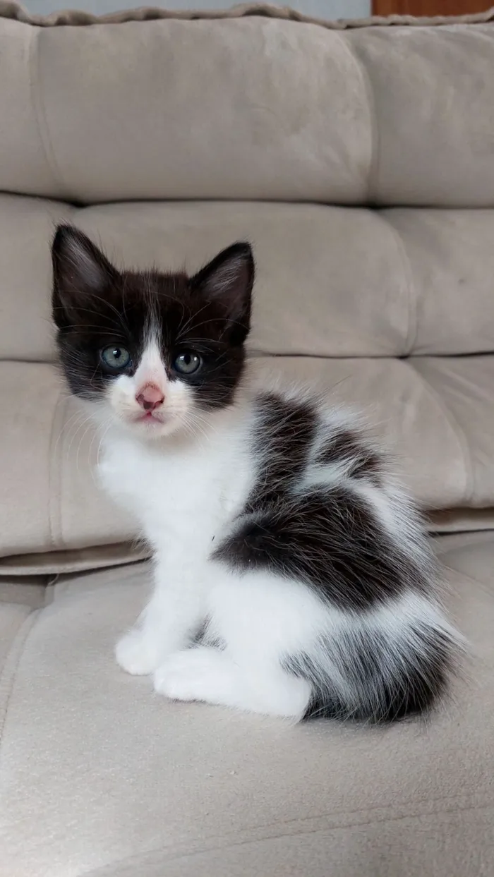 Gato raça SRD-ViraLata idade Abaixo de 2 meses nome Frajolinha