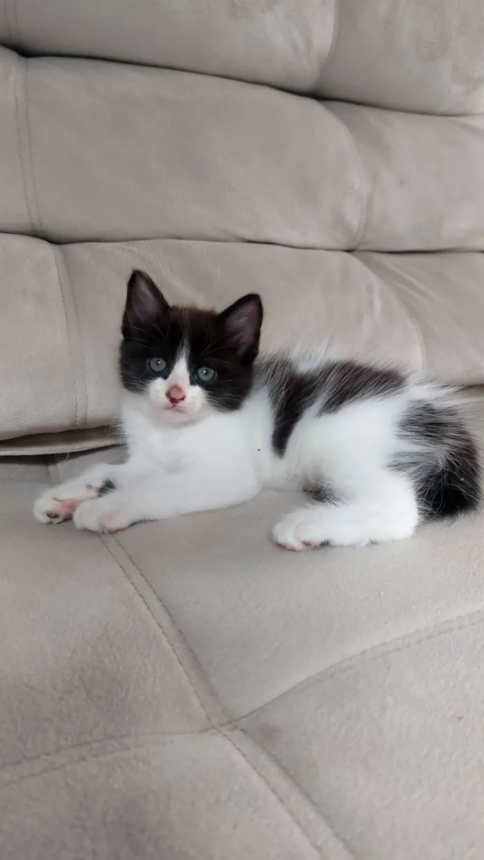 Gato raça SRD-ViraLata idade Abaixo de 2 meses nome Frajolinha