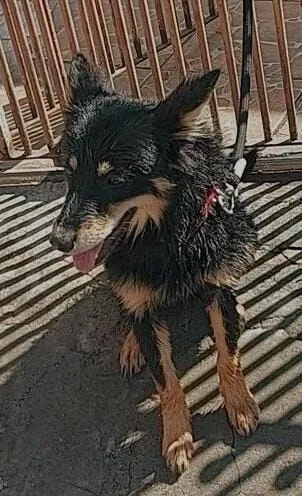 Cachorro raça Pastor Alemão idade 1 ano nome Kiara