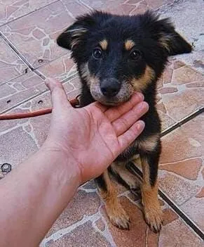 Cachorro raça Pastor Alemão idade 1 ano nome Kiara