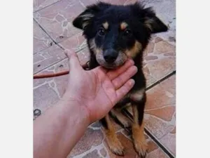 Cachorro raça Pastor Alemão idade 1 ano nome Kiara