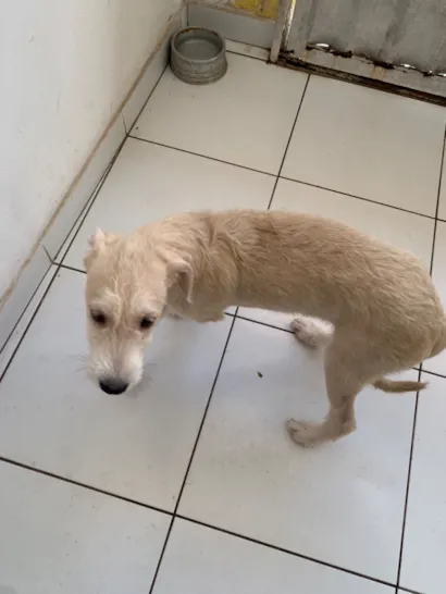 Cachorro raça SRD-ViraLata idade 2 a 6 meses nome Não tem